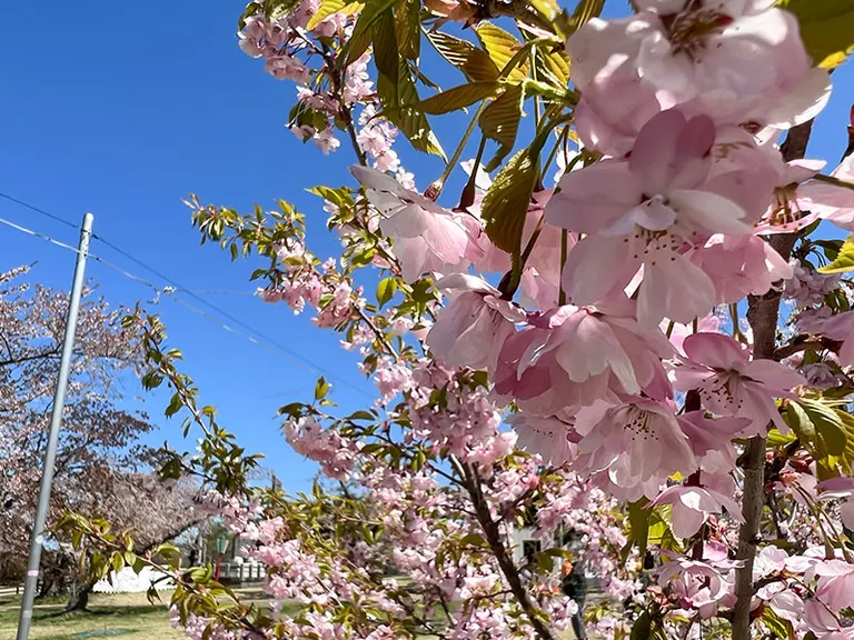 芸術写真 FLOWERS and TREES How Did This Happen? 'Natural Traffic Cone' in Hokkaido Goes Viral