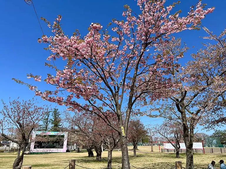 How Did This Happen? 'Natural Traffic Cone' in Hokkaido Goes Viral