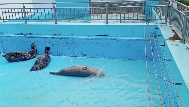 華麗なるターン」「気持ちよさそう」なんだか癒されるアザラシの“女子