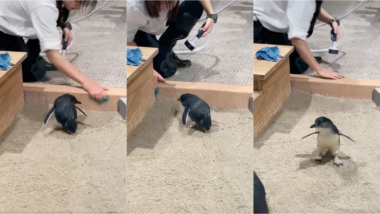 なにこれかわいい」ちっちゃすぎる赤ちゃんペンギンがかわいすぎ！飼育