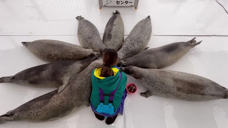 お見事すぎる！」アザラシたちが飼育員さんの合図で一斉に……“アザラシ