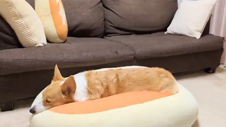 蒸しケーキの上に食パンが乗ってる…」あのふかふかチーズ蒸しケーキに