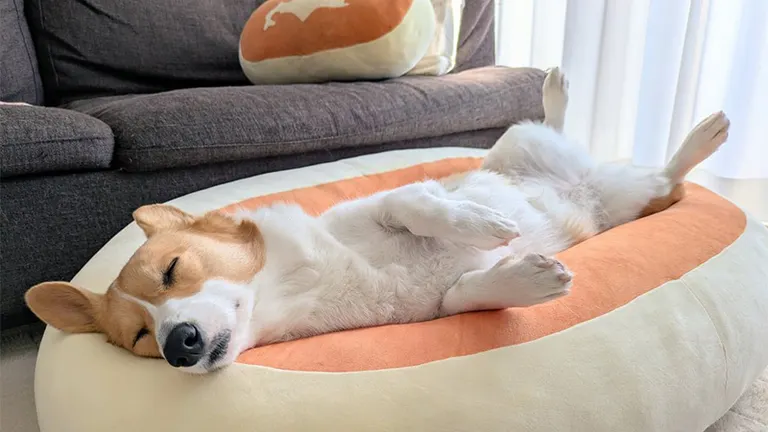 蒸しケーキの上に食パンが乗ってる…」あのふかふかチーズ蒸しケーキに