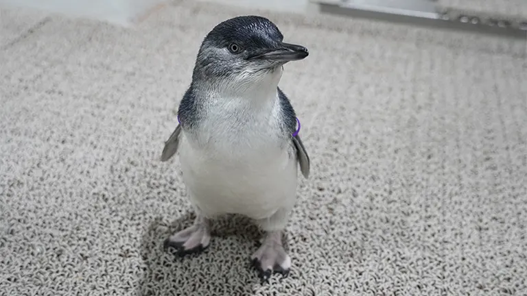 ペンギン、かわいい なにこれかわいい」ちっちゃすぎる赤ちゃんペンギンがかわいすぎ！飼育
