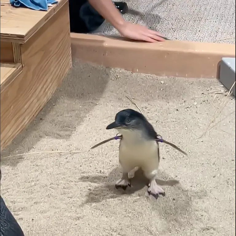 なにこれかわいい」ちっちゃすぎる赤ちゃんペンギンがかわいすぎ！飼育