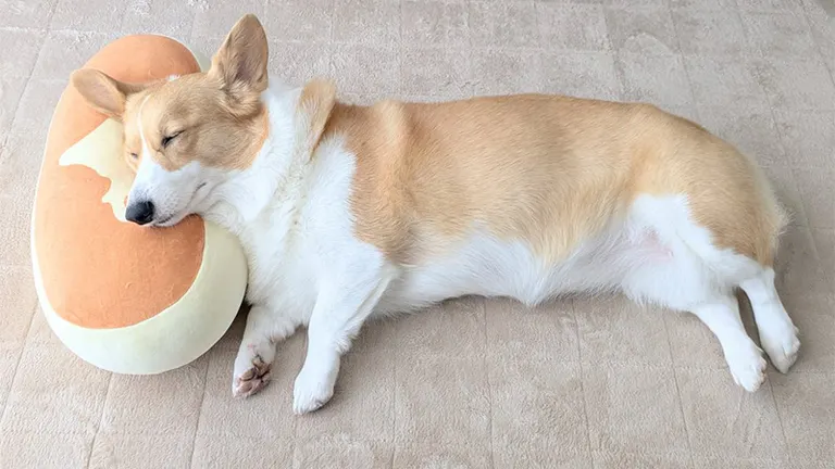 蒸しケーキの上に食パンが乗ってる…」あのふかふかチーズ蒸しケーキに