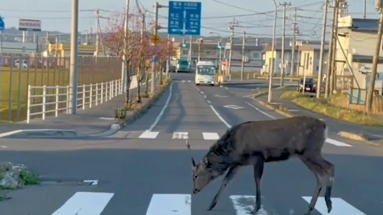 ゾロゾロいる」北海道で横断歩道を渡るエゾシカの群れ→リーダー ゾロゾロいる」北海道で横断歩道を渡るエゾシカの群れ→リーダー