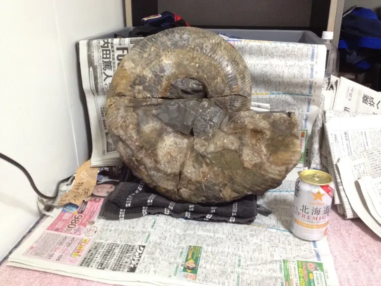 何故か笑ってしまった」北海道で掘り出した巨大アンモナイトとともに