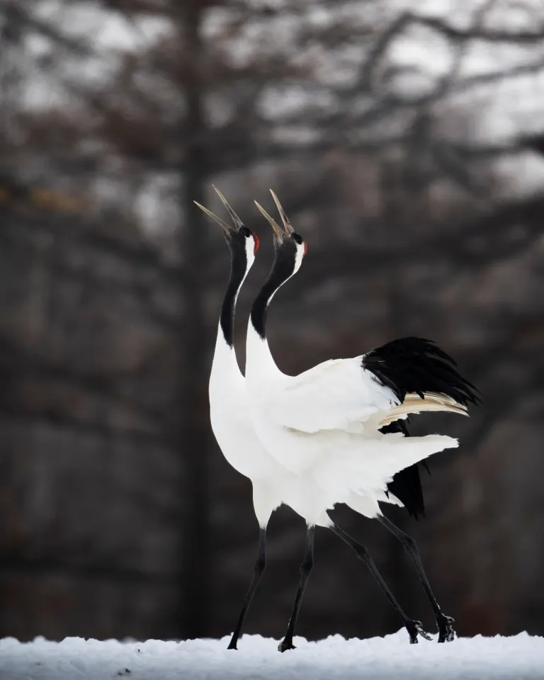 日本画になりそう」北海道の雪原に舞い降りたタンチョウの姿に感動の声