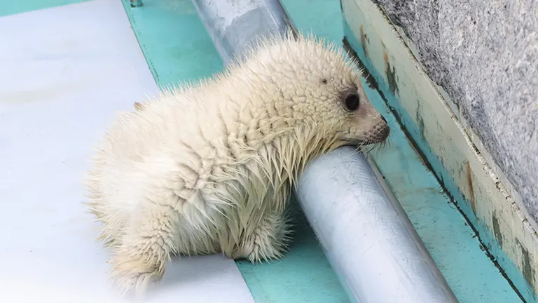 なにこの可愛い生き物」すくすく育つアザラシの赤ちゃんに癒される