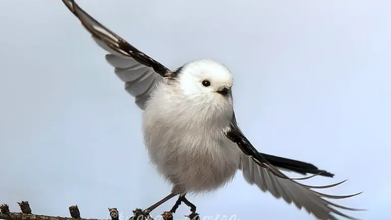 シマエナガ ☆予告☆『シマエナガ®のぱん』発売 | VIE DE FRANCE