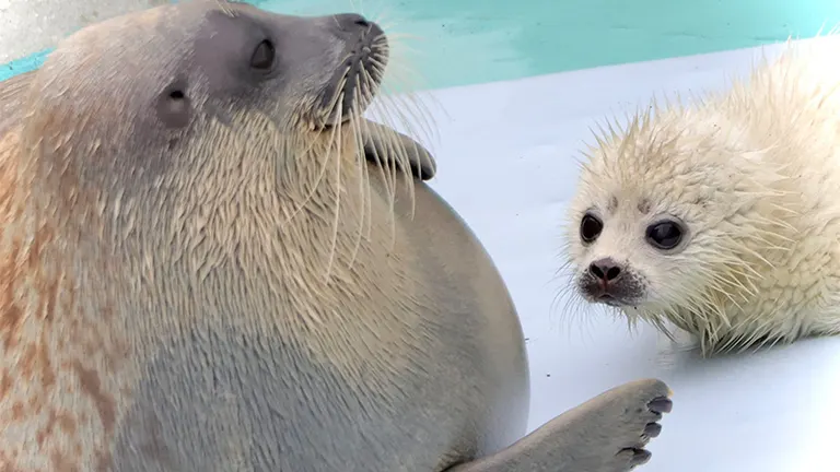 なにこの可愛い生き物」すくすく育つアザラシの赤ちゃんに癒さ