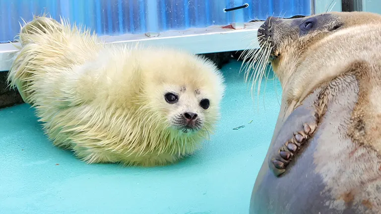 なにこの可愛い生き物」すくすく育つアザラシの赤ちゃんに癒さ なにこの可愛い生き物」すくすく育つアザラシの赤ちゃんに癒さ