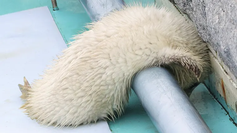 なにこの可愛い生き物」すくすく育つアザラシの赤ちゃんに癒される