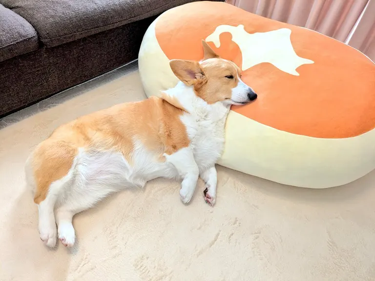 これは完全に本州」チーズ蒸しパンと眠るコーギーが“日本地図すぎる”と