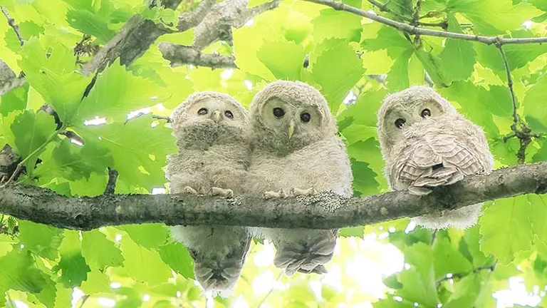 ぬいぐるみみたい…」もこもこのフクロウの赤ちゃんが可愛い！「ほっか