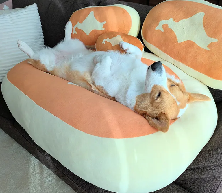 これは完全に本州」チーズ蒸しパンと眠るコーギーが“日本地図すぎる”と