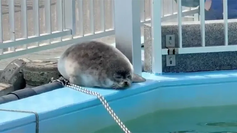 ふわふわ…ぽてぽて…」まんまるなアザラシの赤ちゃんが可愛すぎる
