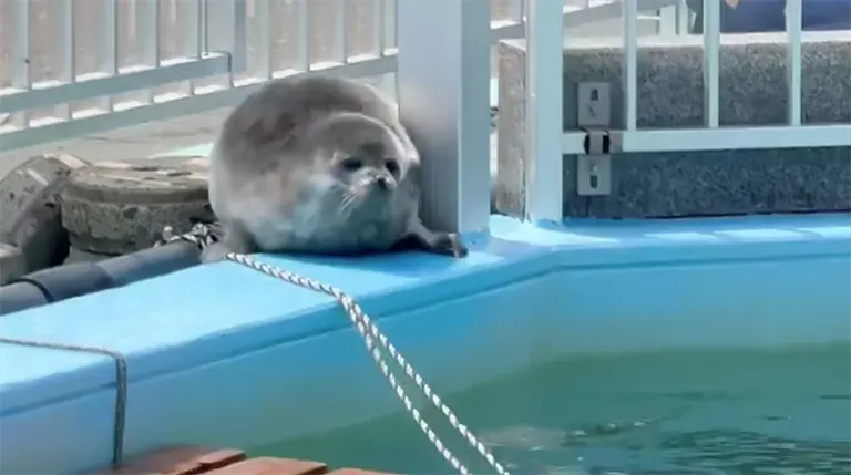 ふわふわ…ぽてぽて…」まんまるなアザラシの赤ちゃんが可愛すぎる