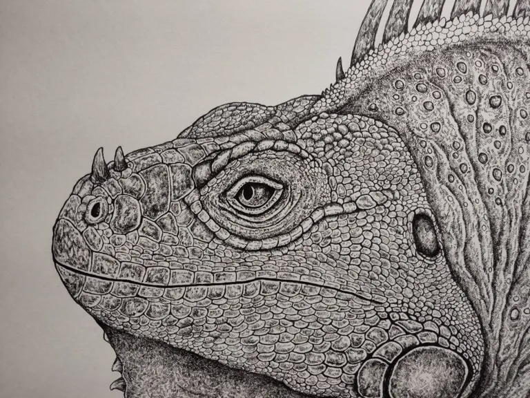 イグアナ！イグアナ！イグアナ！ 爬虫類画家・三澤柊哉初個展「降鱗