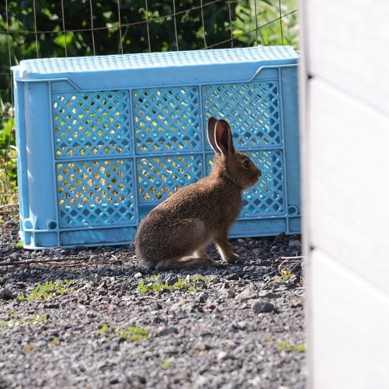 永遠に見ていたい」ハスカップを頬張るエゾユキウサギの姿…実は農園を