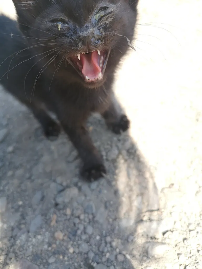 【黒猫】 CACAOCAT 24個入り CAT チョコレート DADACA プレミアム ねこ スイーツ