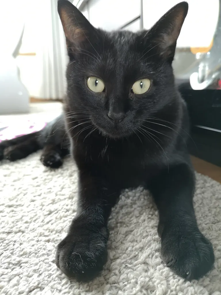 ちからがほしいかニャ？」魔法陣で召喚される北海道の黒猫が話題に