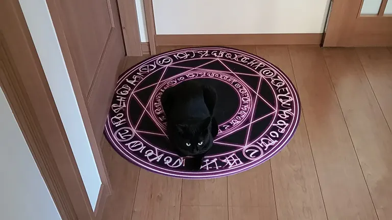 ちからがほしいかニャ？」魔法陣で召喚される北海道の黒猫が
