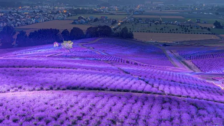 あまりにも綺麗」幻想的なラベンダー畑の風景が話題に「このラベンダーの