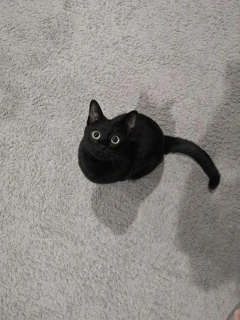 ちからがほしいかニャ？」魔法陣で召喚される北海道の黒猫が話題に