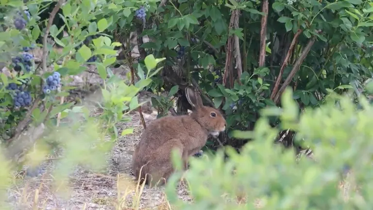 ハスカップ 4キロうさぎ 永遠に見ていたい」ハスカップを頬張るエゾユキウサギの姿…実は農園を