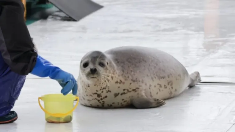 めっちゃ見てる…」こちらを見ている野生のアザラシが話題に「可愛