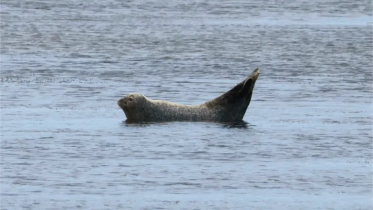 めっちゃ見てる…」こちらを見ている野生のアザラシが話題に「可愛