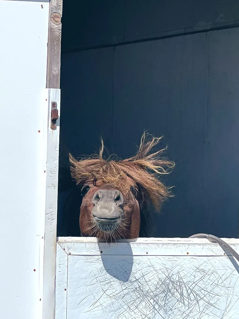 これは可愛すぎる」厩舎からひょっこり！牧場を見守る馬に癒される