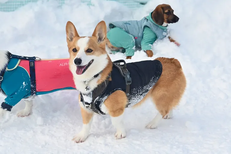 めっちゃ笑顔」大雪の中ではしゃぎ回すコーギー！その姿に癒される人が