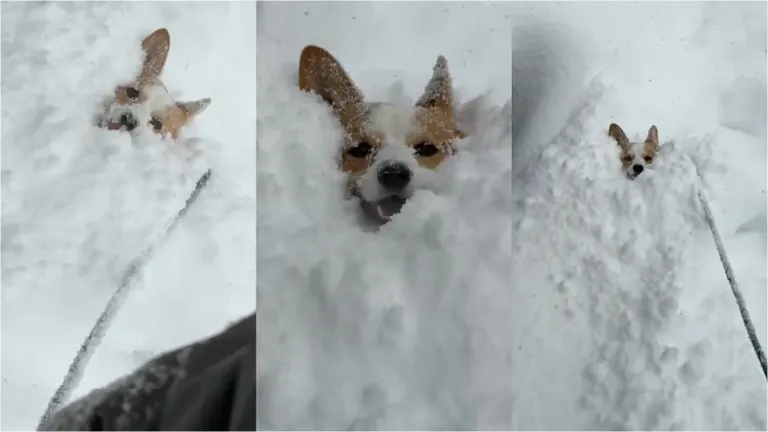 めっちゃ笑顔」大雪の中ではしゃぎ回すコーギー！その姿に癒される人が
