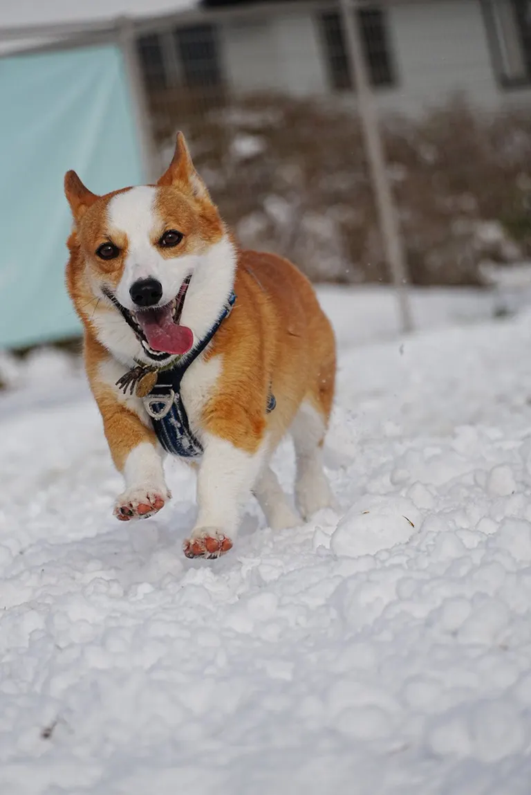 めっちゃ笑顔」大雪の中ではしゃぎ回すコーギー！その姿に癒される人が