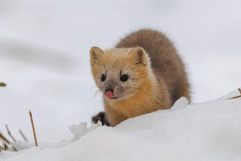 「かわいすぎる!」木の中からひょっこり…北海道で撮影されたエゾクロテンのつぶらな瞳に「癒やされる」|Domingo