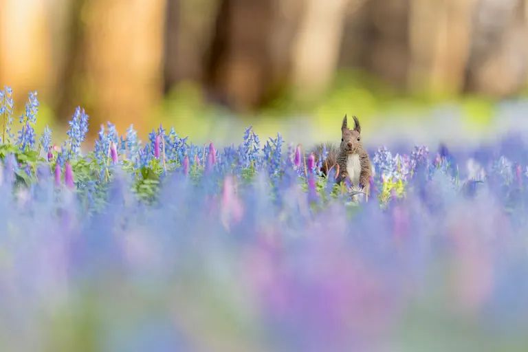 まるで絵本のよう」北海道の花畑に現れたエゾリスがかわいすぎると話題「