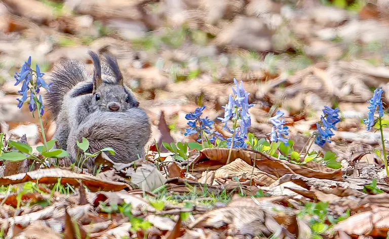 まるで絵本のよう」北海道の花畑に現れたエゾリスがかわいすぎると話題