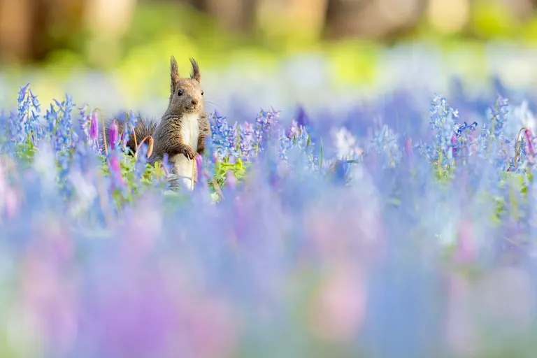 まるで絵本のよう」北海道の花畑に現れたエゾリスがかわいすぎると話題