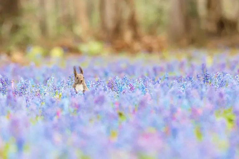 まるで絵本のよう」北海道の花畑に現れたエゾリスがかわいすぎると話題