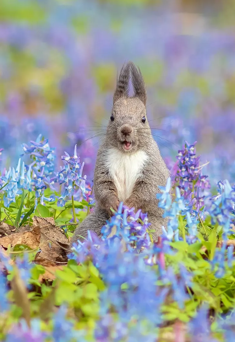 まるで絵本のよう」北海道の花畑に現れたエゾリスがかわいすぎると話題