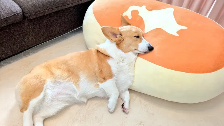 これは完全に本州」チーズ蒸しパンと眠るコーギーが“日本地図すぎる”と