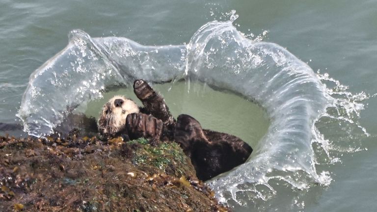 Sea Otter Surprised